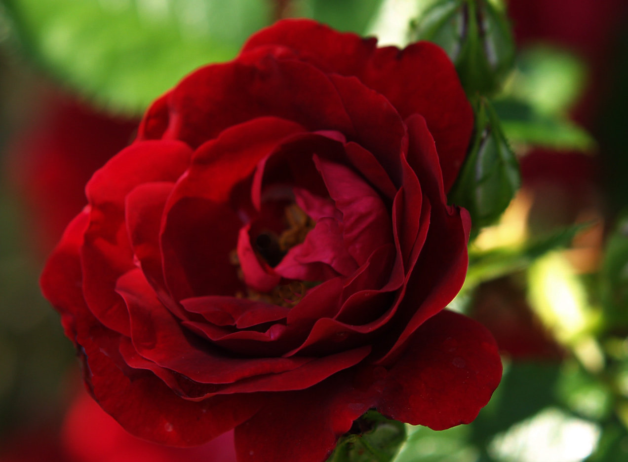 Wilhelm Hansmann-rose